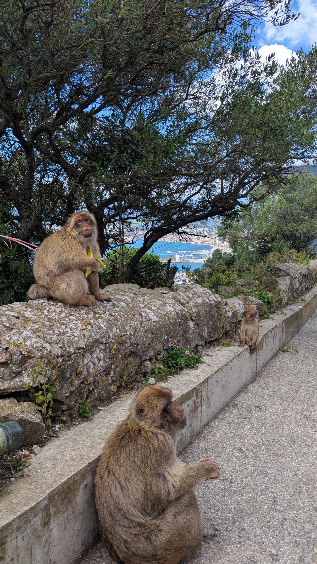 Bezoek Apenrots Gibraltar